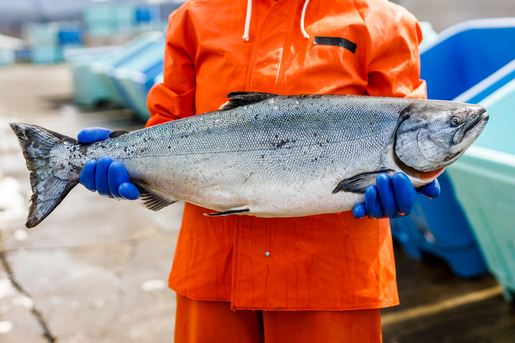 202105_WHOLE KING SALMON HELD BY HARVESTER_YK_Small