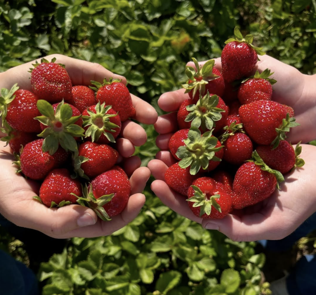 lovejoy-anthonys_strawberries